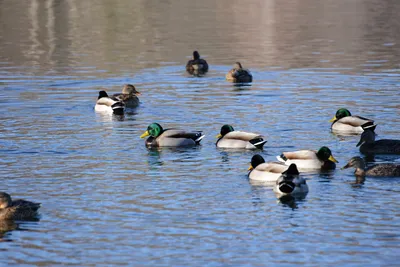 DSC_1158 (Large).JPG